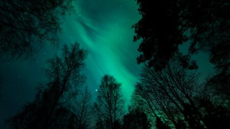 View of the night sky through silhouetted trees, with vibrant green aurora borealis illuminating the sky.