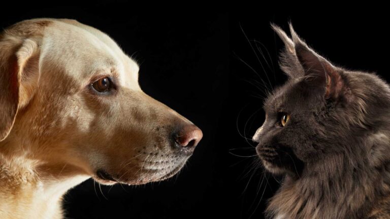 A yellow Labrador Retriever and a gray Maine Coon cat facing each other against a black background.