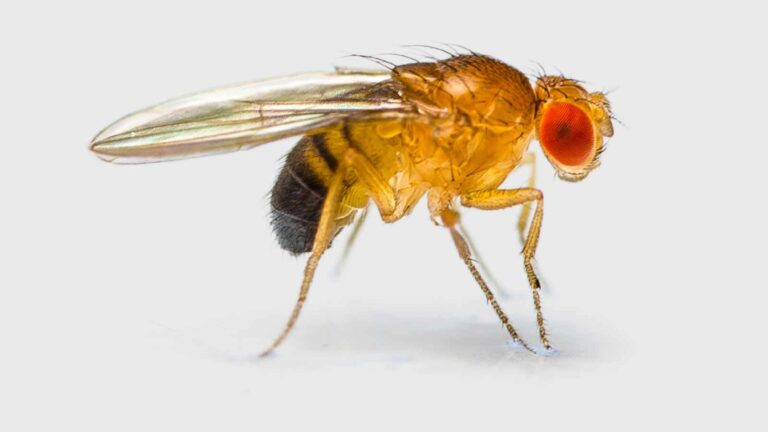 Close-up image of a fruit fly with a yellow-brown body, red eyes, and translucent wings, standing on a light surface.