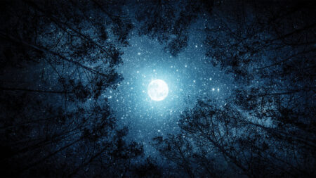 View of a full moon shining brightly through a circle of trees at night with stars visible in the sky.