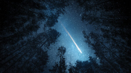 A meteor streaks across a starry night sky framed by tall trees.
