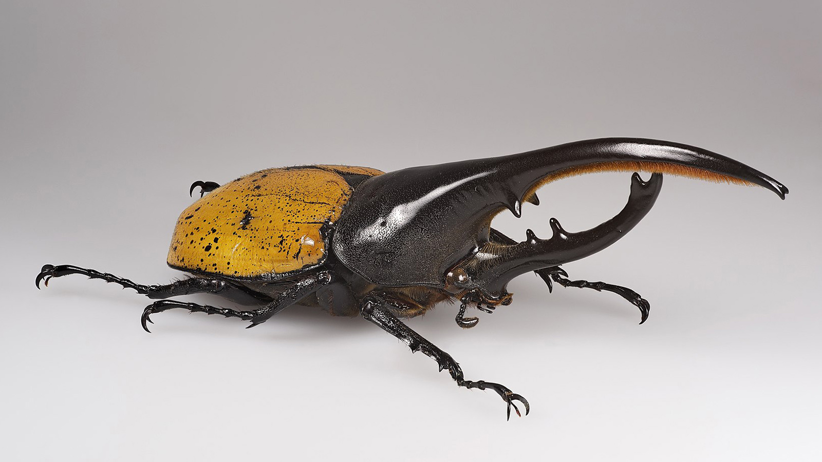 bio beetle