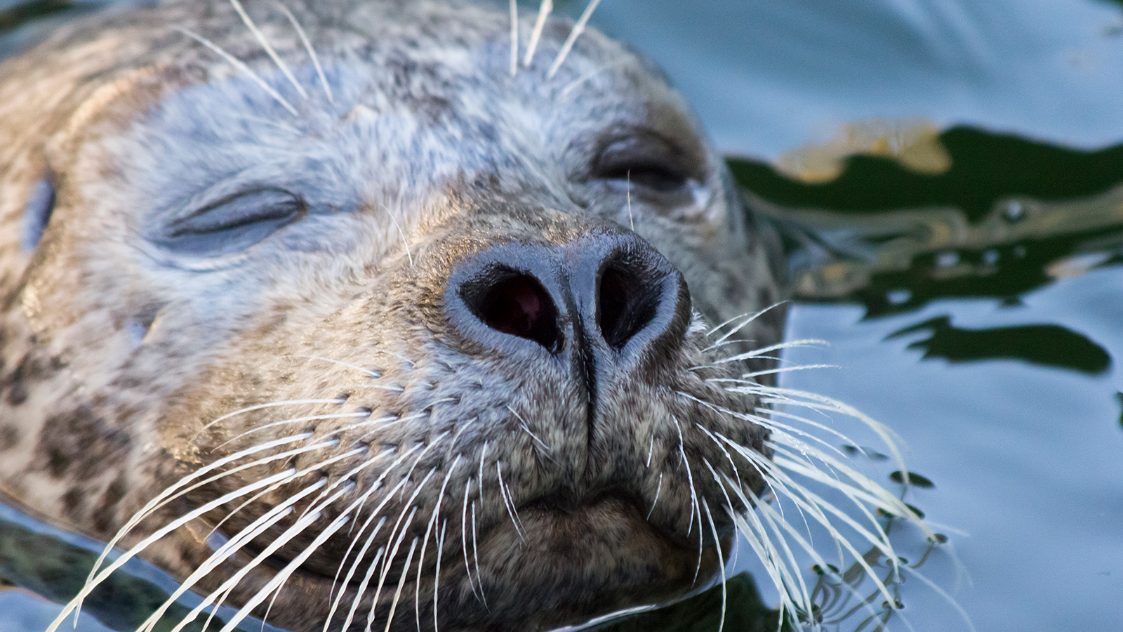 bio seal