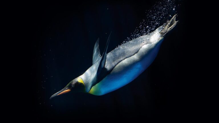 A penguin swims underwater with bubbles trailing behind it against a dark background.
