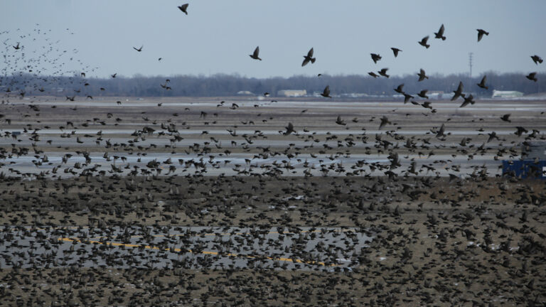 Flock of birds at an airport