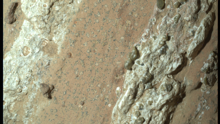 Close-up of a textured rock surface with various shades of brown and white, featuring scattered small, round formations.